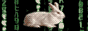 bunny coding